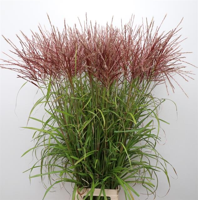 Miscanthus Rotfeder 80Cm
