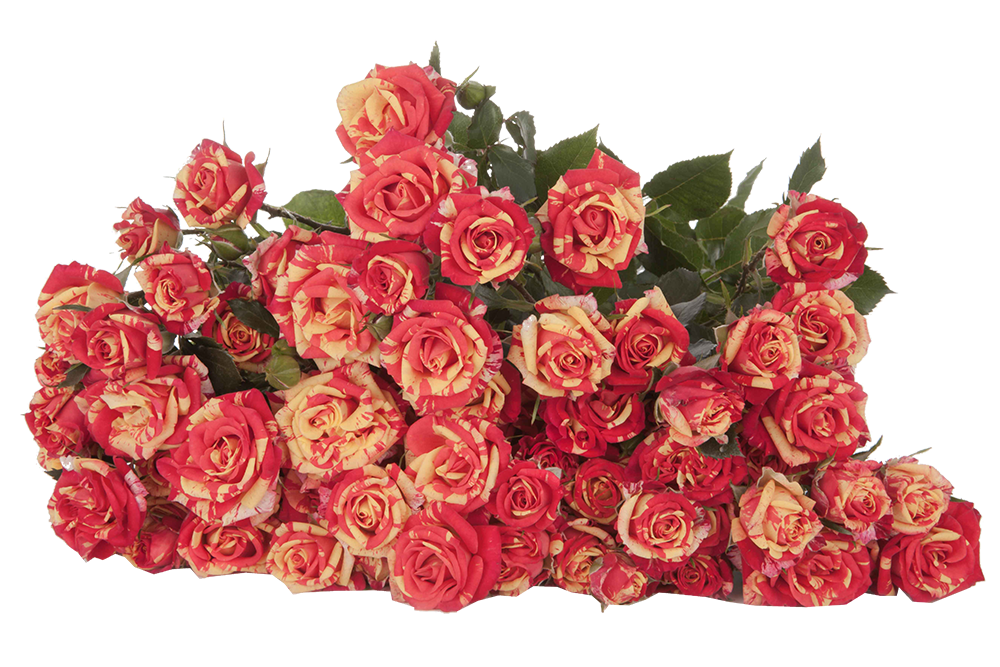 Spray Rose Fire Flash 50cm