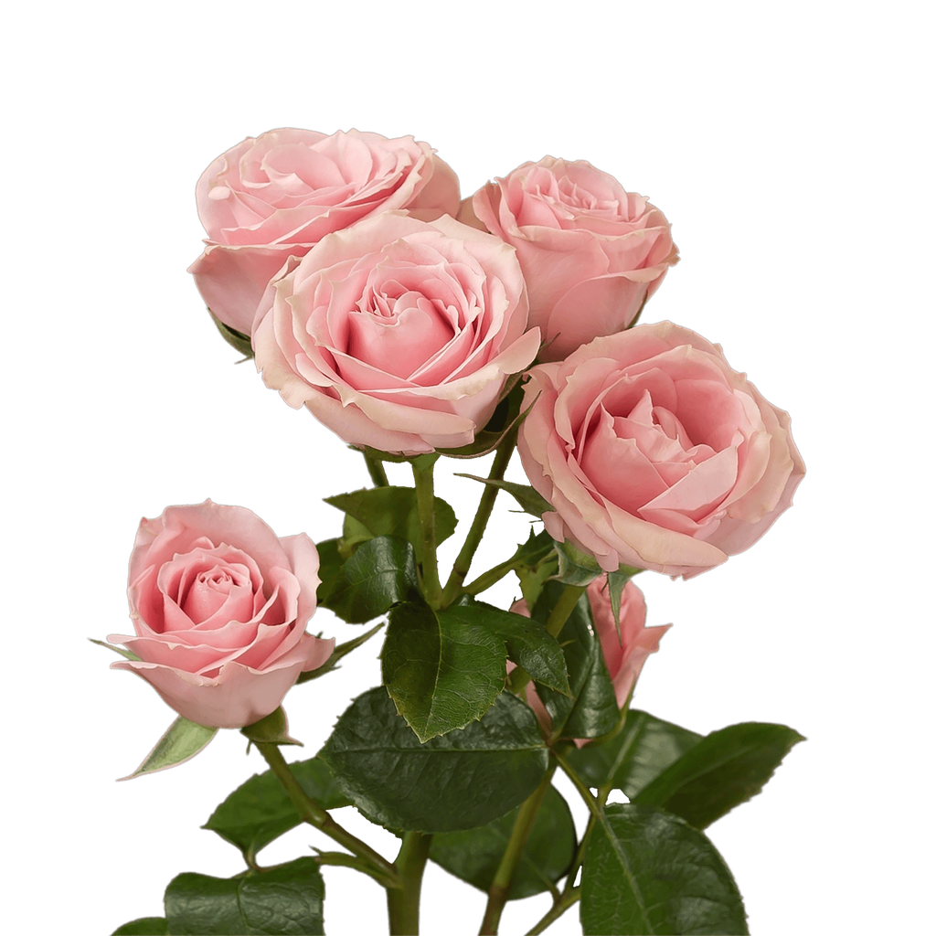 Spray Rose Pink Iriska 50cm