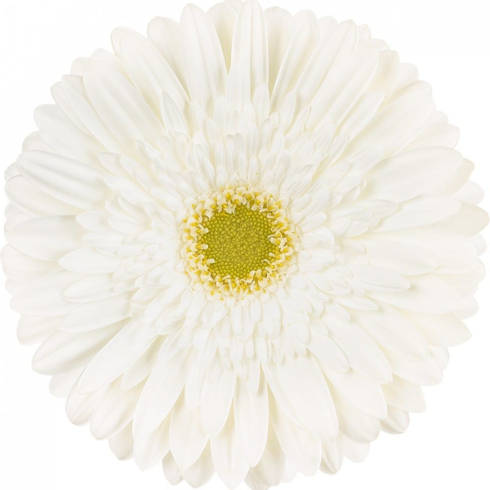Gerbera - Silversnow
