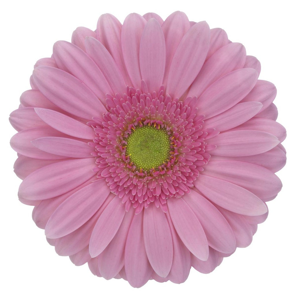 Gerbera - Melrosa