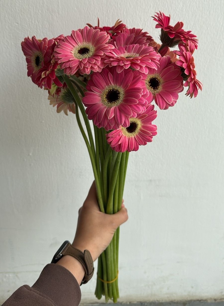 Gerbera - Bently