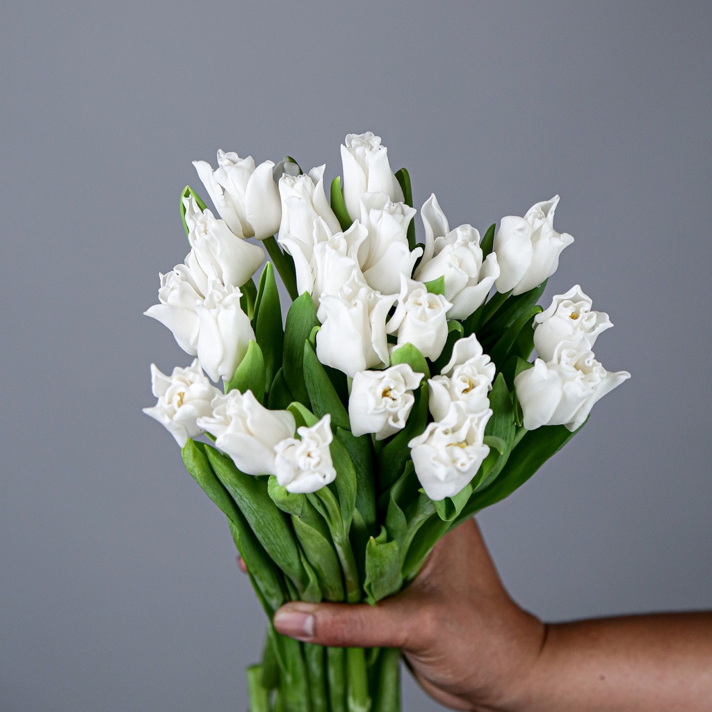 Tulips White Liberstar