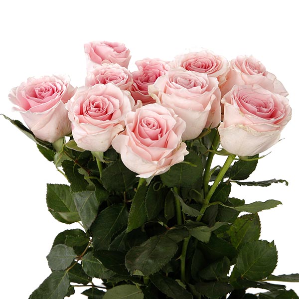 Rose Candy Girl 50cm