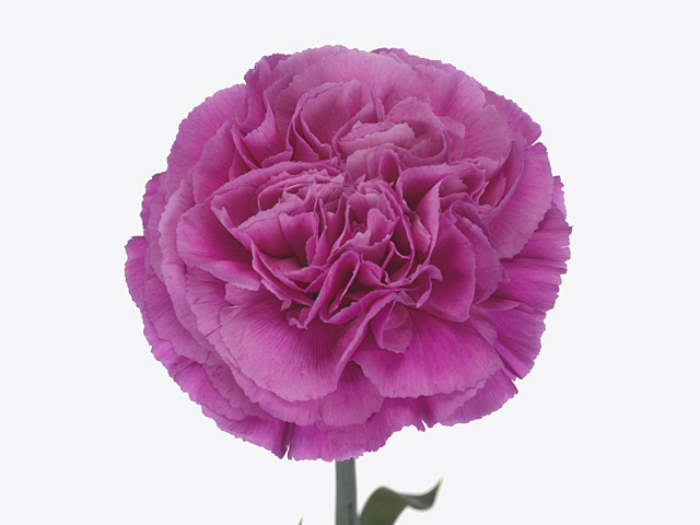 Carnation Haiku