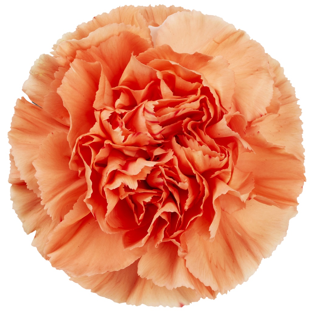 Carnation Hermes