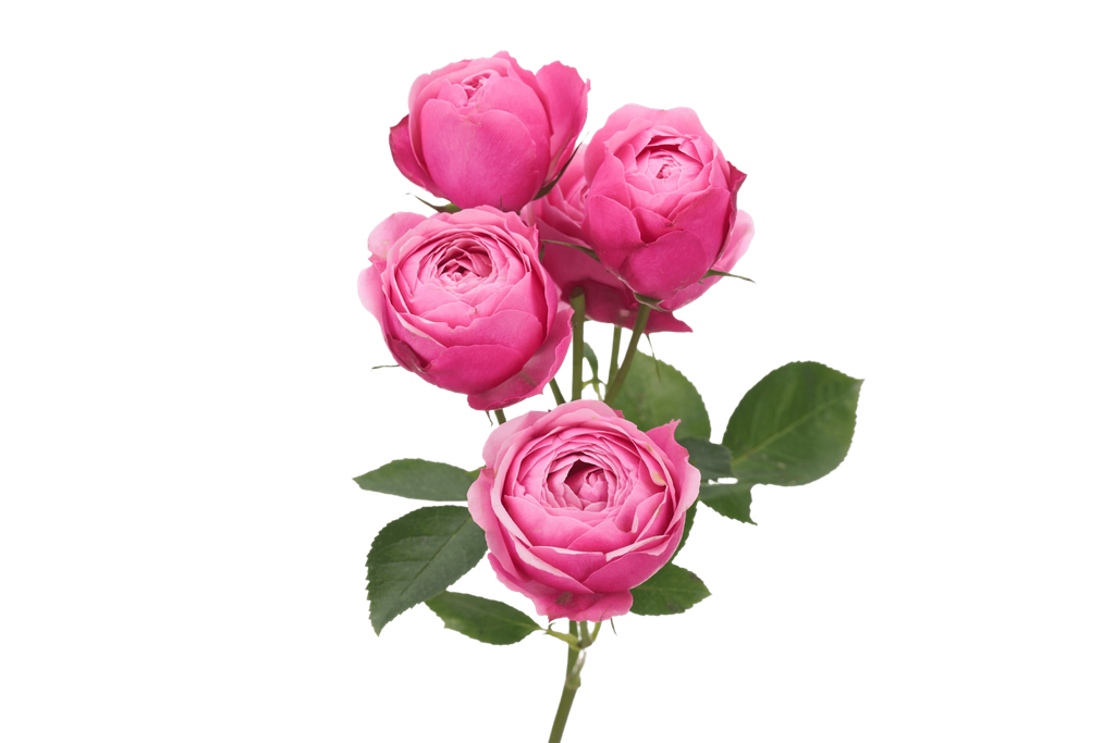 Spray Garden Silva Pink 50cm