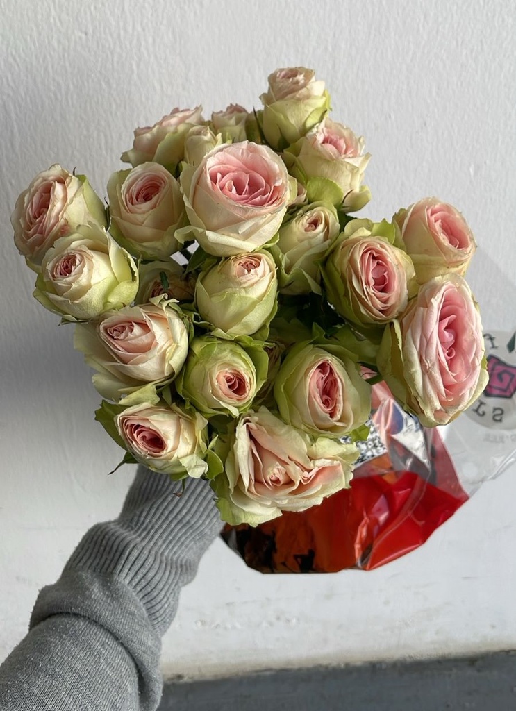 Spray Rose Paavola