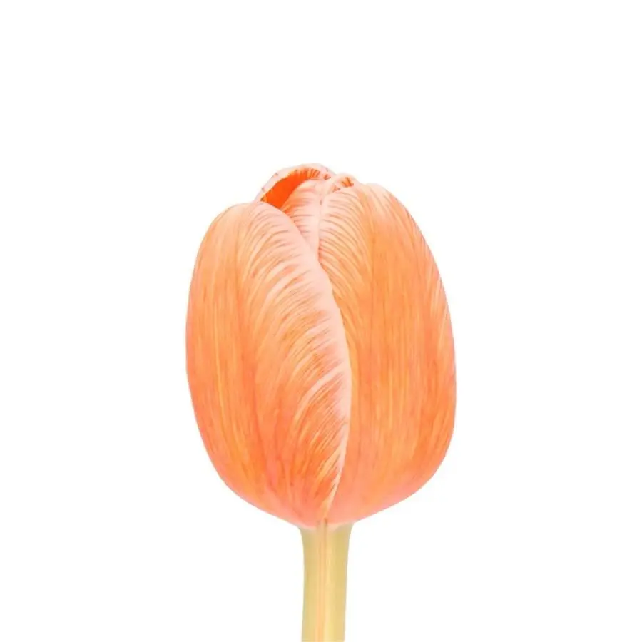 Tulips dyed Salmon