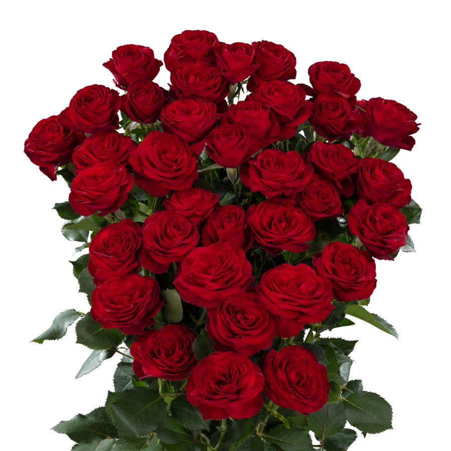 Spray Rose Red Trendsetter 50cm