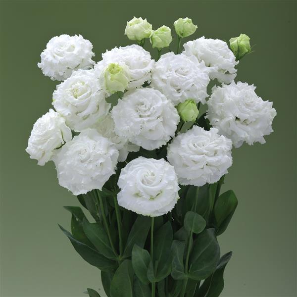 Lisianthus Corroselli White