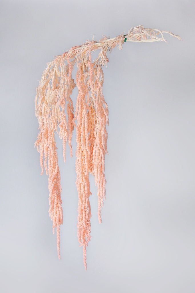 Dried Amaranthus Light Pink