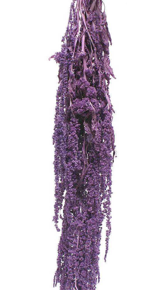 Dried Amaranthus Hang Purple