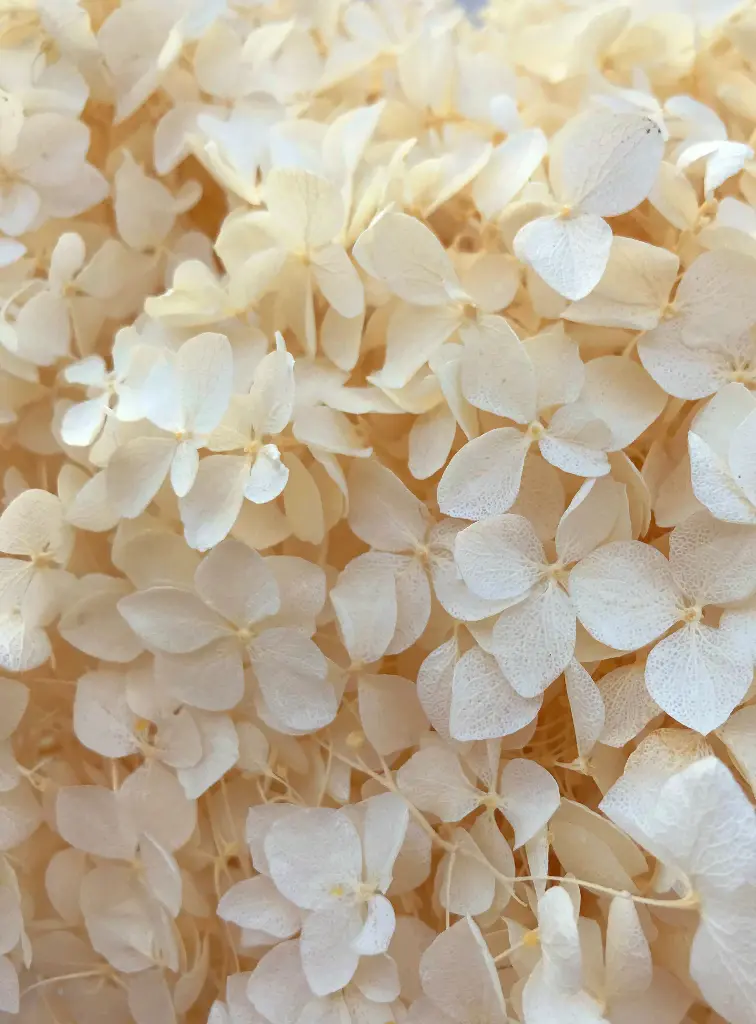 Dried Hydrangea cream 20cm hd 