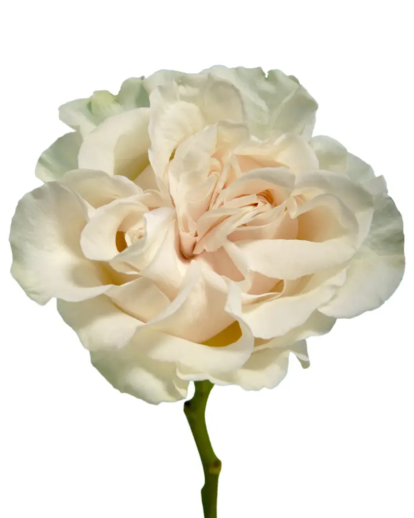 Rose Cotton Xpression 40cm