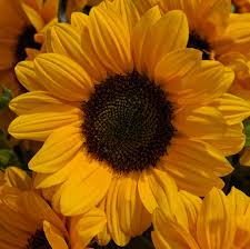 Sunflower Large Vincent Choice Green Eye EC