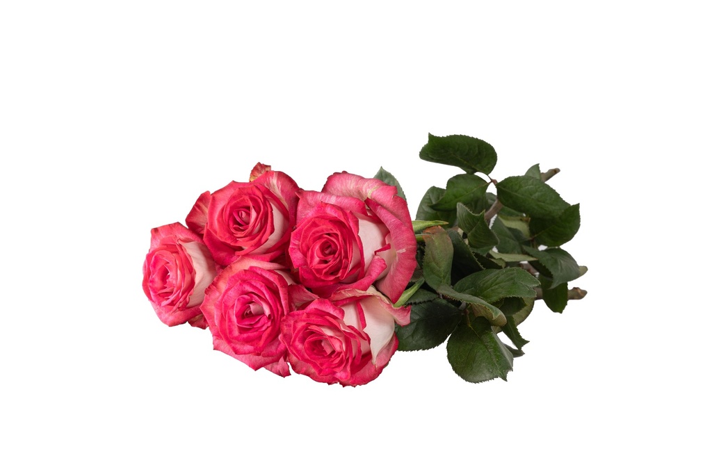 Rose Eyewink 40cm