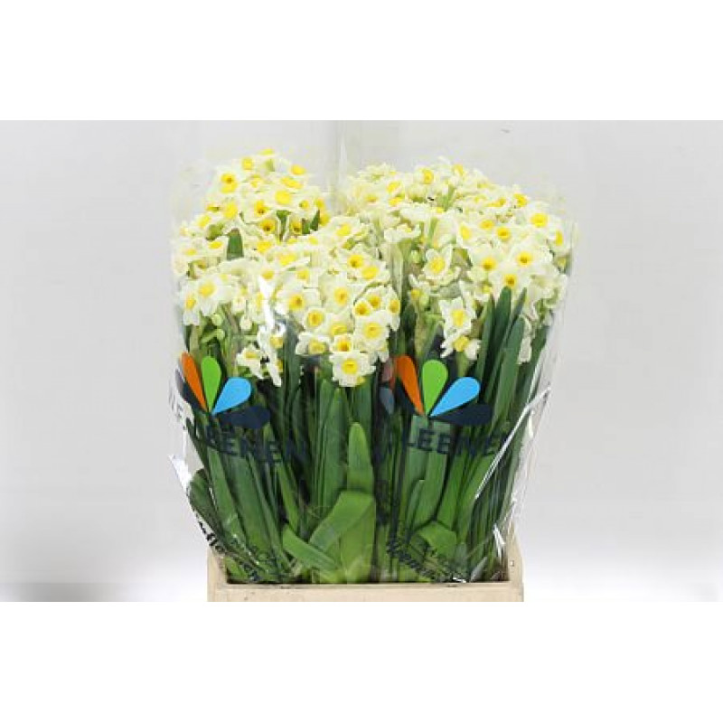 Narcissus Bright Paradise 45Cm