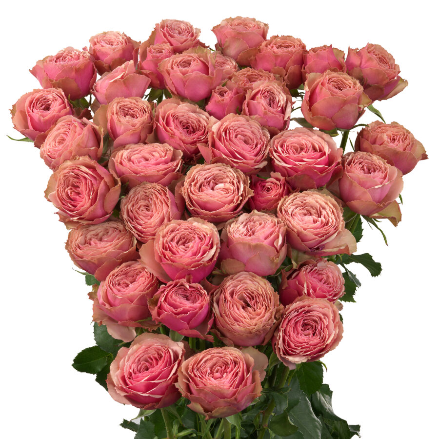 Spray Rose Antique Trendsetter 50cm