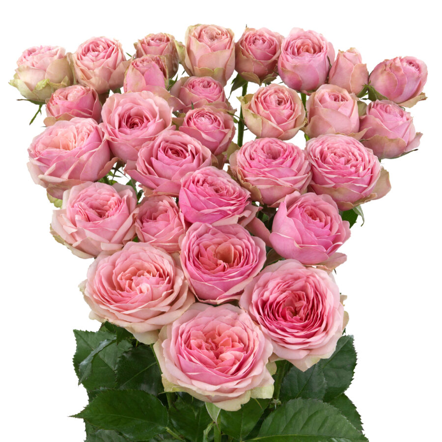 Spray Rose Vyette 50cm