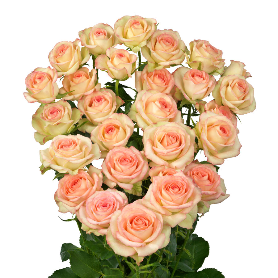 Spray Rose Jezabel 50cm