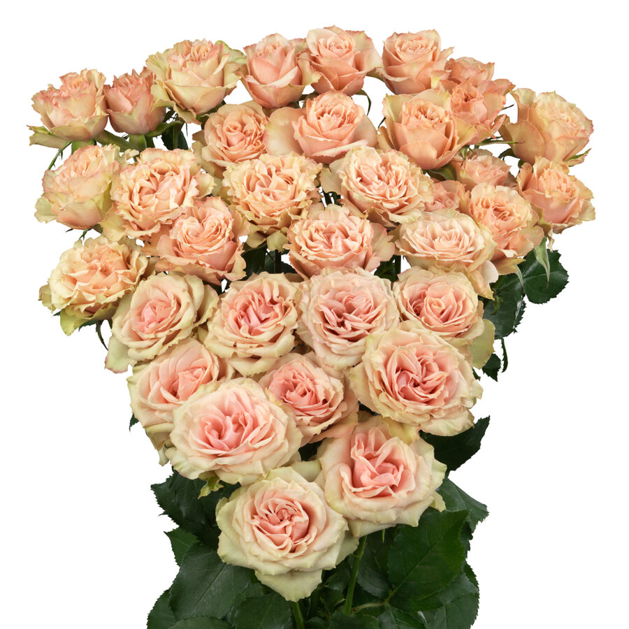 Spray Rose Latoya 50cm 