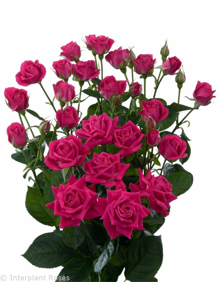 Spray Rose Alicia Premium 50cm