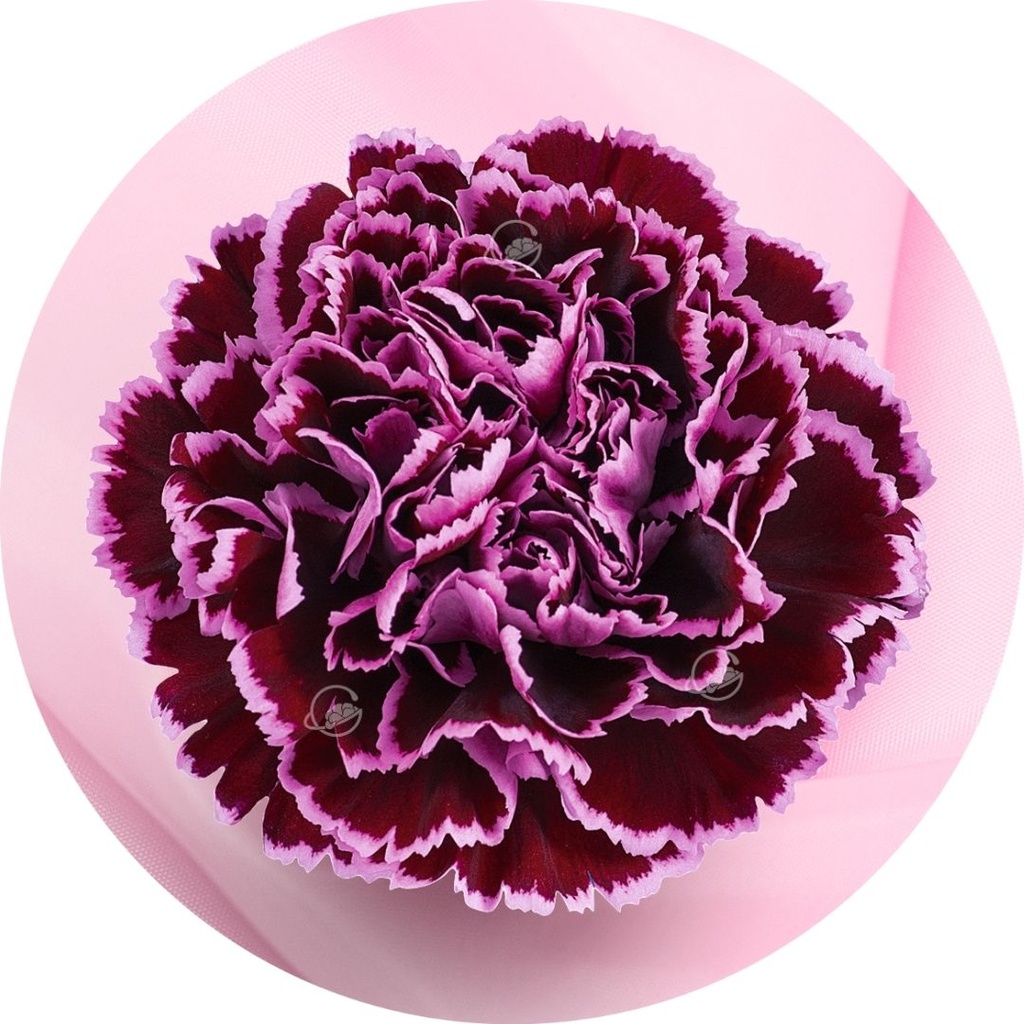 Carnation Nobbio Crochet