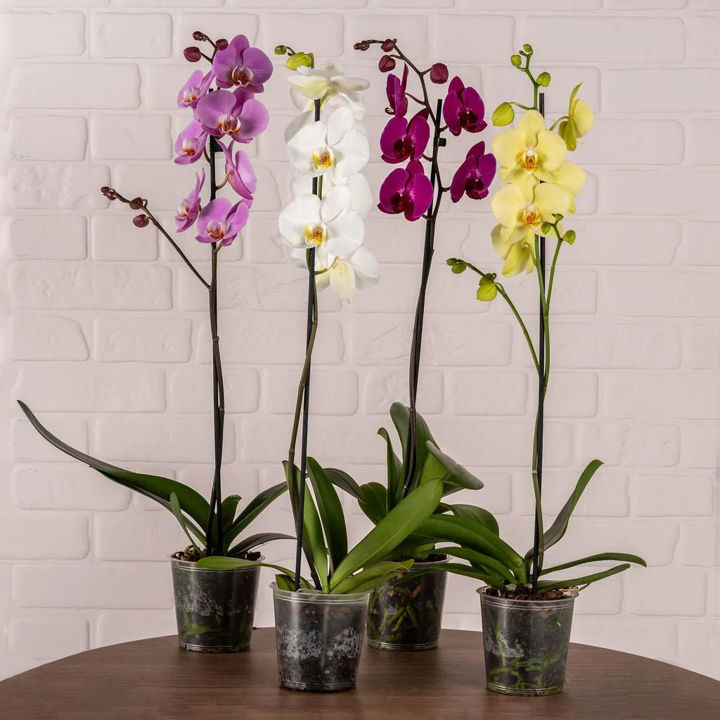 Phalaenopsis Single large Mix 