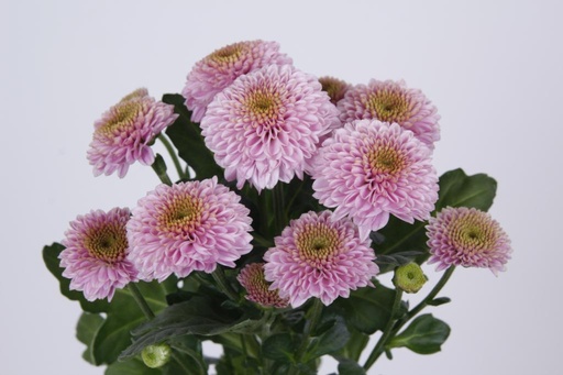 Chrysanth Santini Doria Pink 
