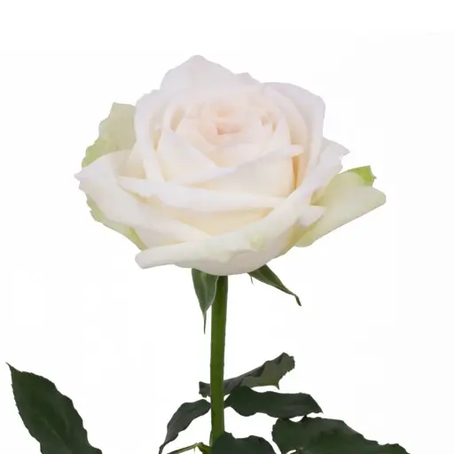 Rose White Ohara 50cm K