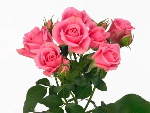 Spray Rose Eileen