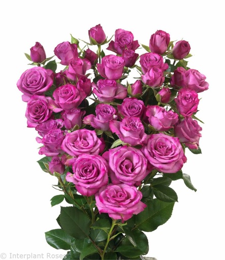 Spray Rose Fiction 40cm
