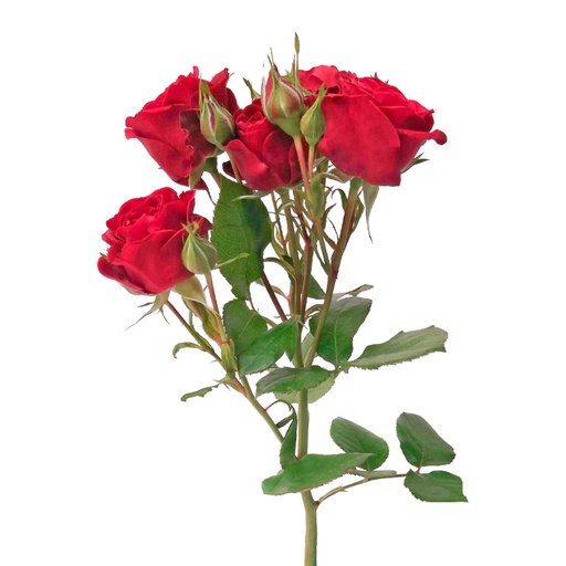 Spray Rose Pushkin 50cm 
