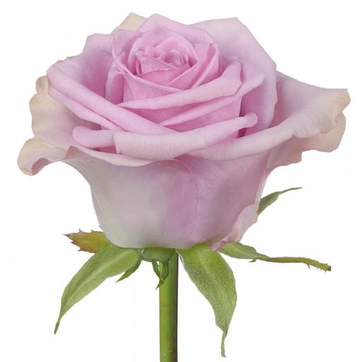 Rose Nightingale 50cm 
