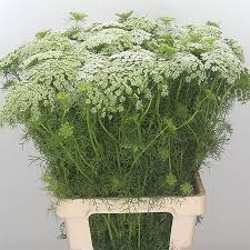 Ammi Majus White 70cm GKN1012