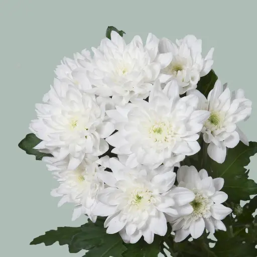Chrysanthemum Pina Colada White 70cm