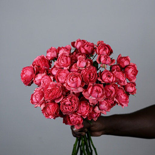 Julieta Raspberry 50cm 