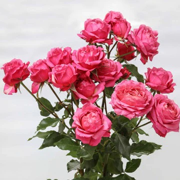 Julieta Cerise 50cm 