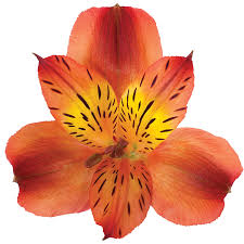 Alstro Hot Pepper Red
