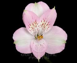 Alstro Dubai Pink 70cm