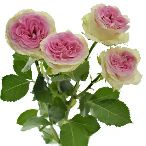 Spray Rose Sweet Gelato 50cm 
