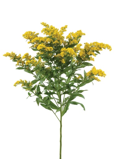 Solidago Golden 80cm GKN1014
