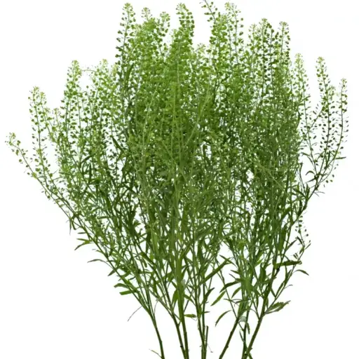 Lepidium 70cm