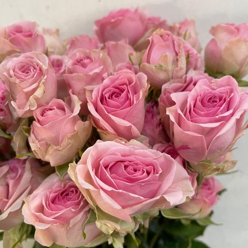 Spray Rose Dinara 50cm 