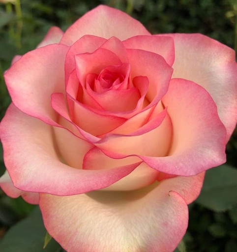 Rose Jumila 40cm
