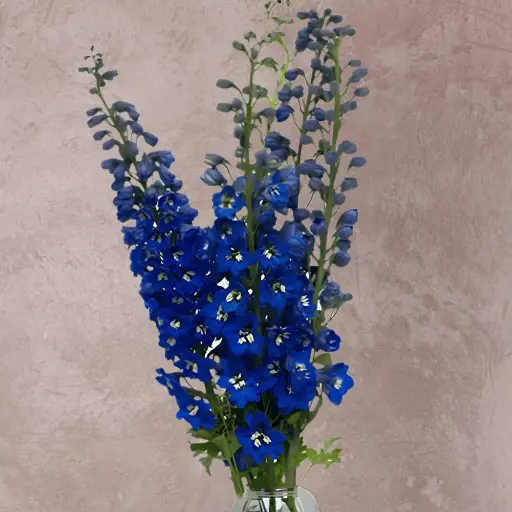 Delphinium Navy Blue 80cm