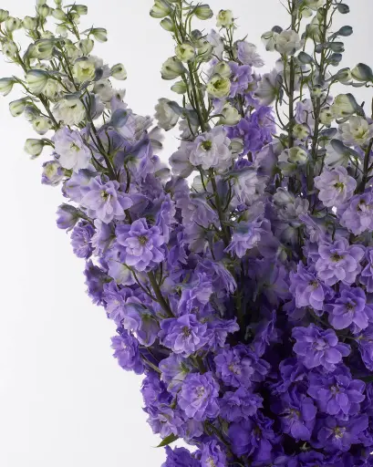 Delphinium Purple Heart 80cm