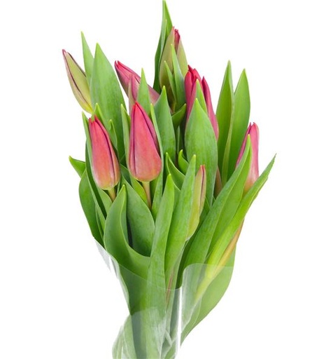 Tulip Strong Love 