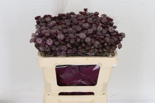 Astrantia Star of love 50cm
